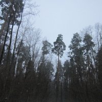 лес :: Екатерина Камандакова