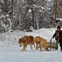 На подъём! :: Юрий Приходько