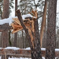 бурелом :: Александр Лухманов