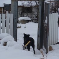 &quot; пока хозяин пошёл дрова в дом заносить, снимай скорей меня ! &quot; :: НАДЕЖДА КЛАДЧИХИНА