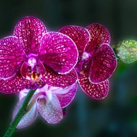 Орхидеи :: Вера Бережная 