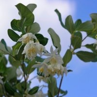 05.01.10 Styrax officinalis – Стиракс лекарственный – לבנה רפואי :: Борис Ржевский