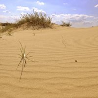 Алешковские пески / пустыня в Херсонской области :: Андрей Зелёный