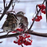 В разных весовых категориях :: Маргарита N