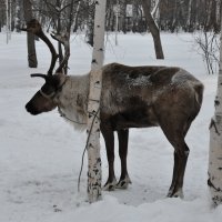 Житель севера :: Татьяна Дмитриева