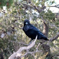 Черный ворон - коренной житель Гранд Каньона. :: Виктория 