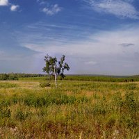 Подмосковные просторы :: Андрей Шейко