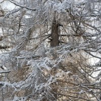 Зима :: Вера Ульянова