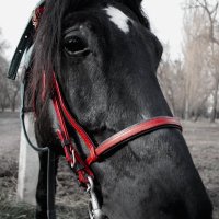 конь ты мой вороной.. :: Anastasia Alieva