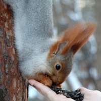 ОБЖОРКА :: ЛЮБОВЬ ВОЛГИНА