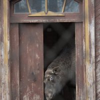 Почесушки :: Мария Виноходова