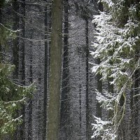 *** :: Евгений Барзенков