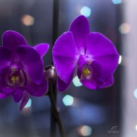 Орхидея :: Татьяна Ким