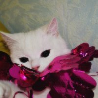 Новогодняя кошка :: Ирина Бакутина