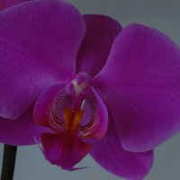 орхидея :: Ефим 
