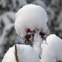 Белая шапочка, красные серёжки :: Сергей В. Комаров