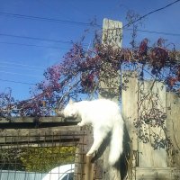 кошка на заборе :: Светлана 