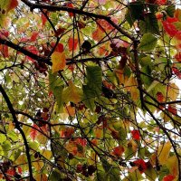 Осенние листья :: Алла Шапошникова