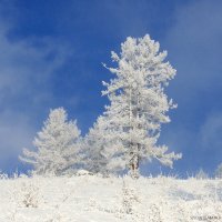 Рождество на Алтае :: Дмитрий Сенотрусов