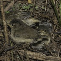 Пеночка теньковка. Phylloscopus collibitus :: Александр Аксёнов