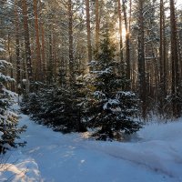 В зимний лес :: Виктор Ковчин