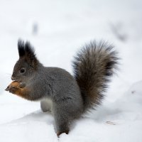 любимый орех :: Олег Петрушов