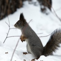 стойка :: Олег Петрушов