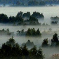 утренний туман-1 :: Богдан Вовк