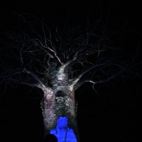 дерево во мраке :: Ирина Стугина