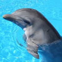 Мне улыбается дельфин. :: Ирина 