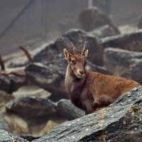 ZOO в Инсбруке... :: Александр Вивчарик