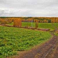 осеннее поле.. :: зоя полянская 