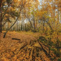 Золотой ковёр осени :: Олег Сонин