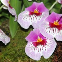 США. Вашингтон. Орхидеи в Смитсоновском Ботсаду. :: Виктория 
