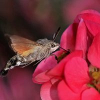 Macroglossum stellatarum :: Сергей Карпейкин