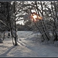 К солнцу :: Сергей В. Комаров