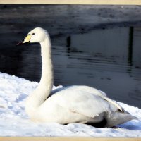 Лебедь на снегу (1) :: Alexei Kopeliovich