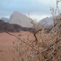 Wadi Rum :: Андрей Шумков
