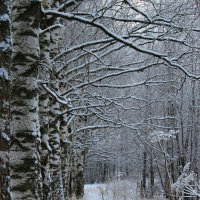 наконец-то зима! :: Наталья Лунева 