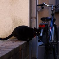 Черный-черный-черный кот :: Юляшка 