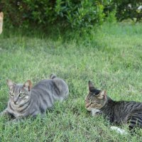 Три кота. :: Юлия Иванова (Константинова)