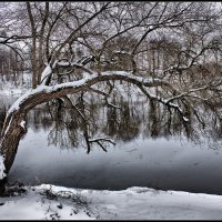 Дерево :: Виктор (victor-afinsky)