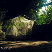 Сон в джунглях :: Дмитрий Иванов
