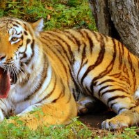 Амурский тигр :: Лилия Гиндулина