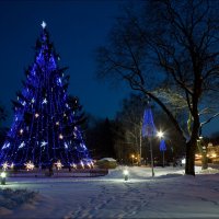 Городская ёлка :: Виктор (victor-afinsky)