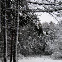 Тропинка в зимнем лесу :: Виктор Вуколов