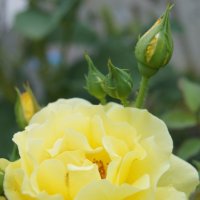 yellow rose :: Yulia Konovalova