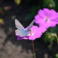 Бабочка :: Ольга Рыбакова