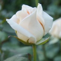 white rose :: Yulia Konovalova