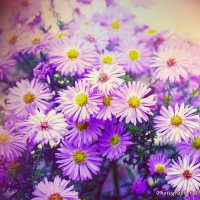 Летние цветы :: Alex Droozuk